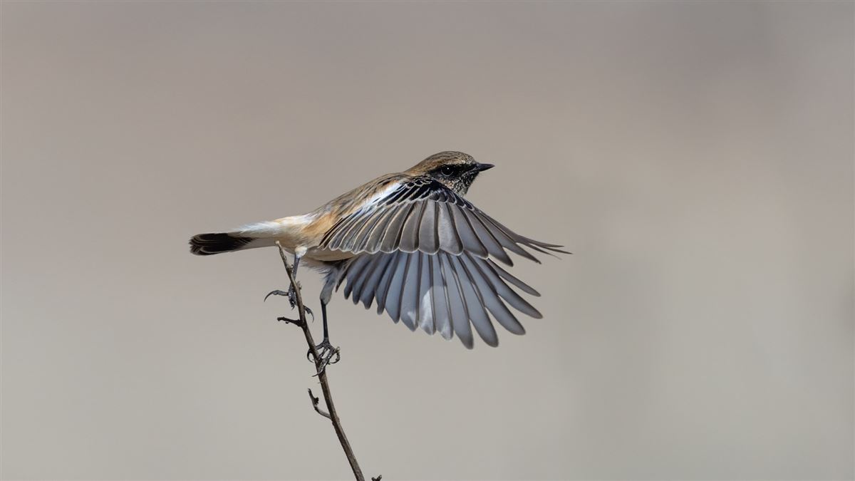 Siberian Stonechat