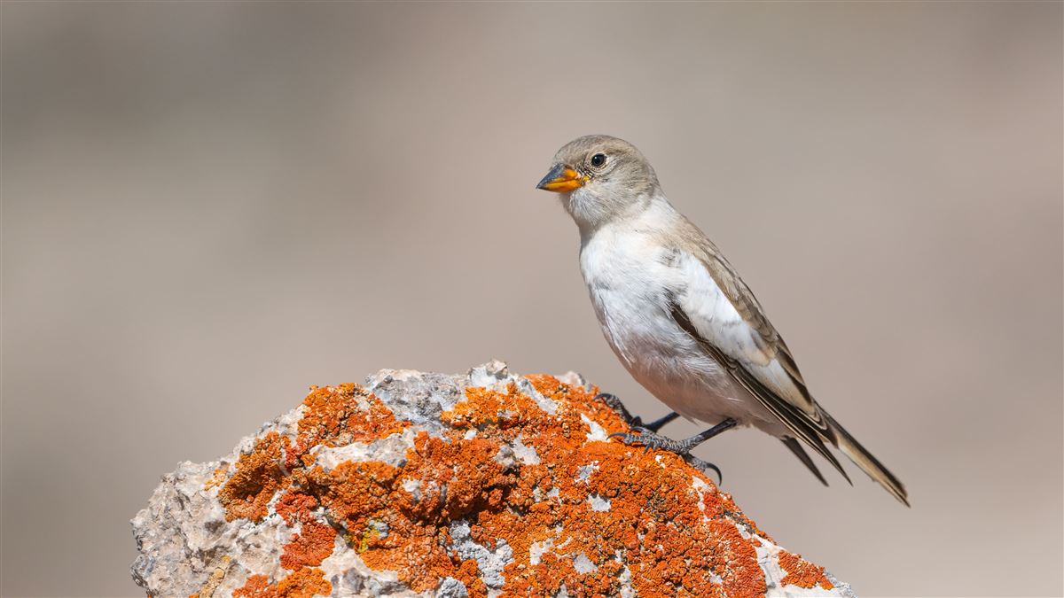 White-winged Snowfinch