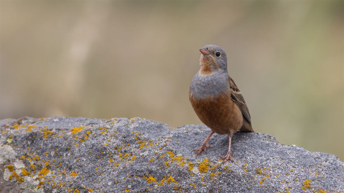 Cretzschmar`s Bunting