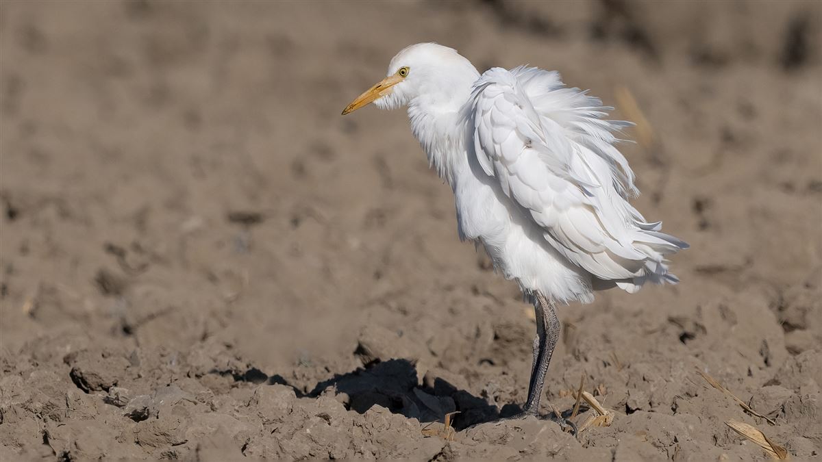 Western Cattle Egret