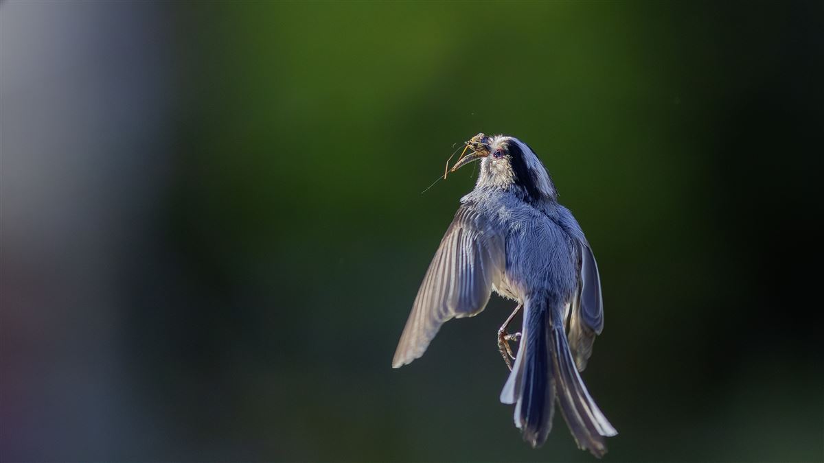 Long-tailed Tit