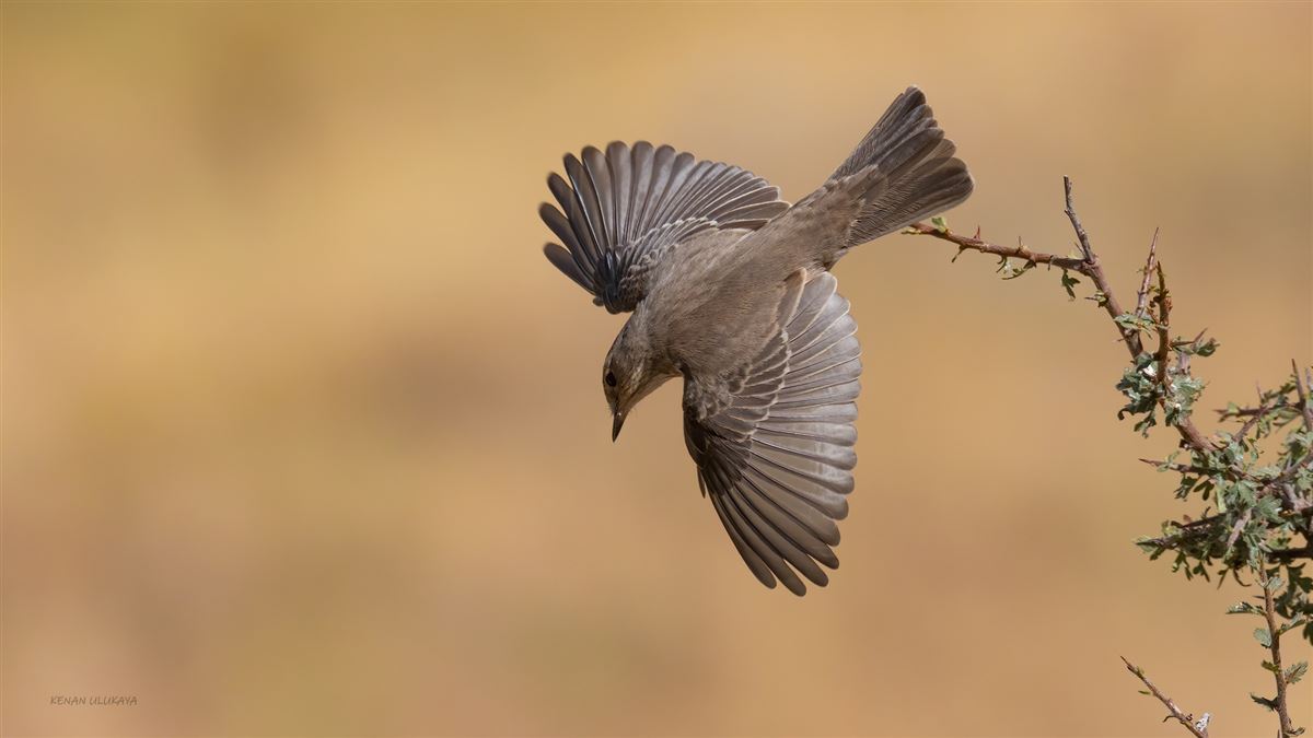 Spotted Flycatcher