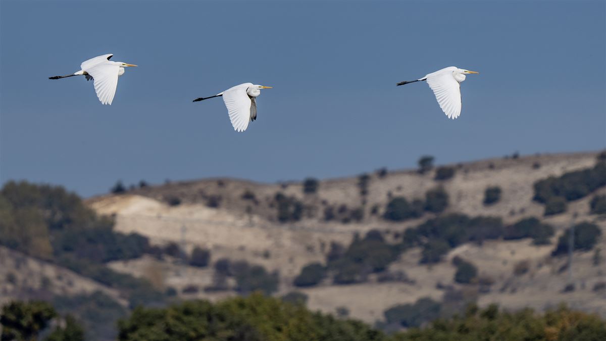 Great Egret