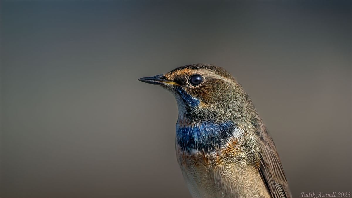 Bluethroat