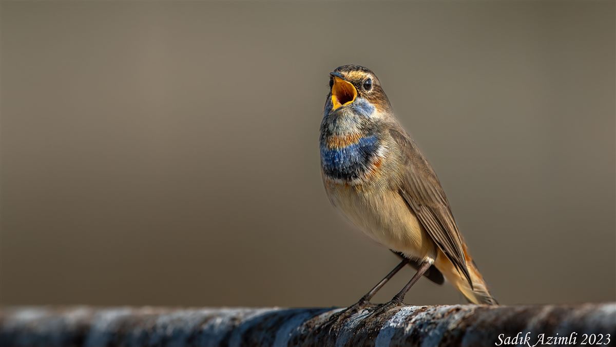 Bluethroat