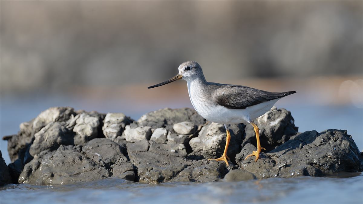 Terek Sandpiper