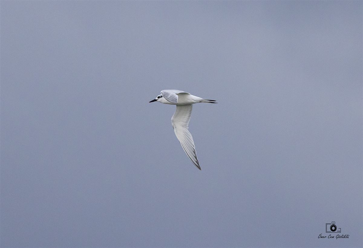 Sandwich Tern