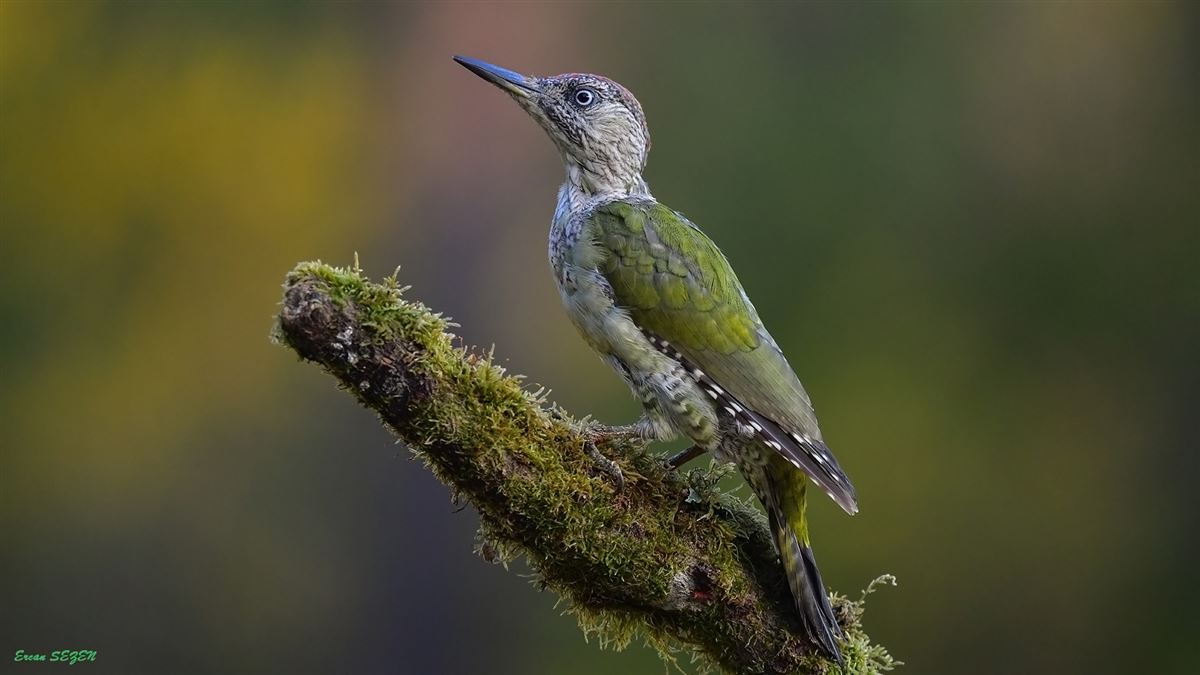 European Green Woodpecker