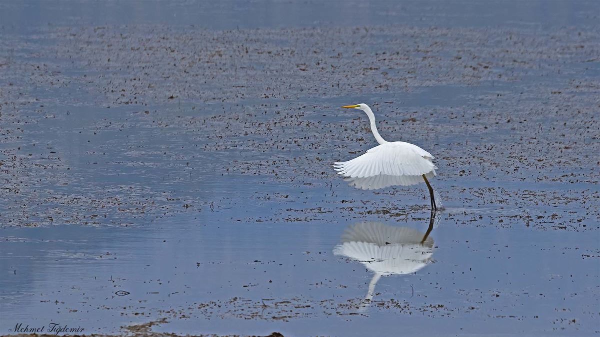 Great Egret