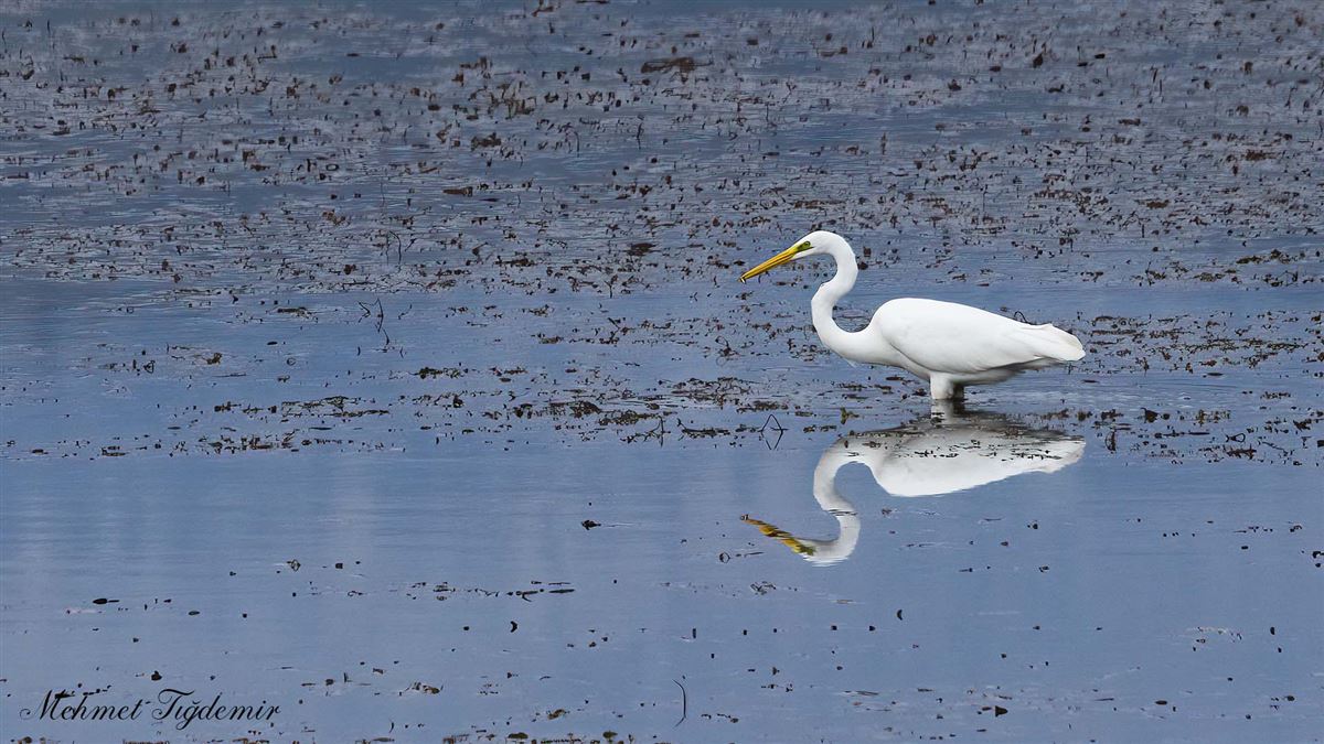 Great Egret