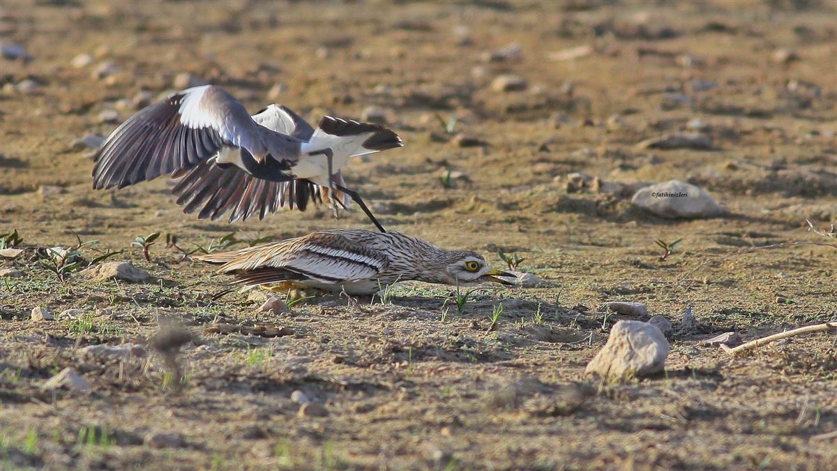 Eurasian Stone-curlew