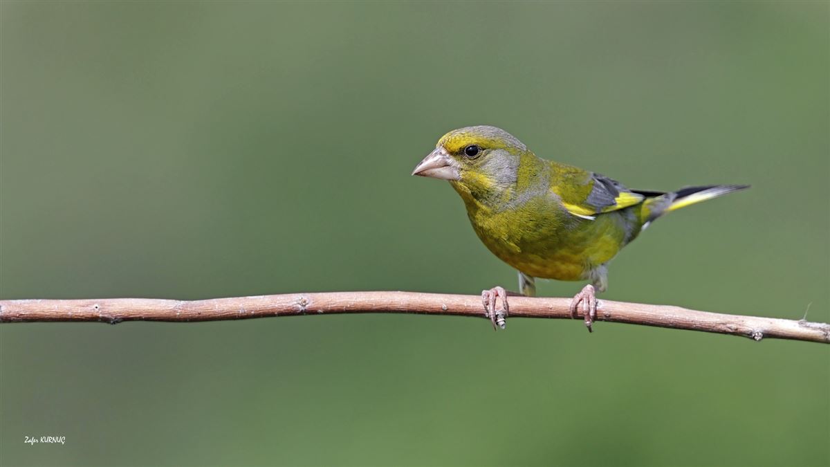 European Greenfinch