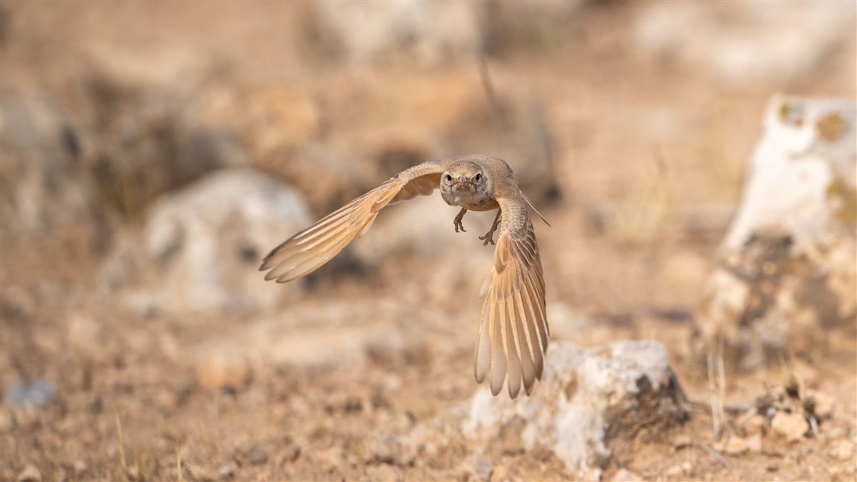 Bar-tailed Lark
