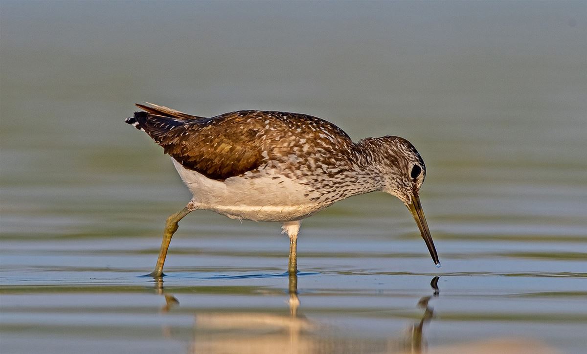 Green Sandpiper
