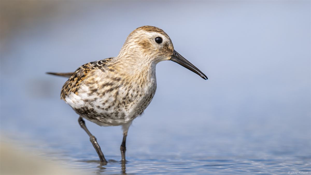 Dunlin