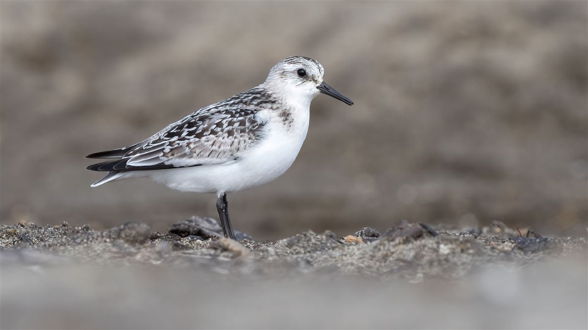 Sanderling