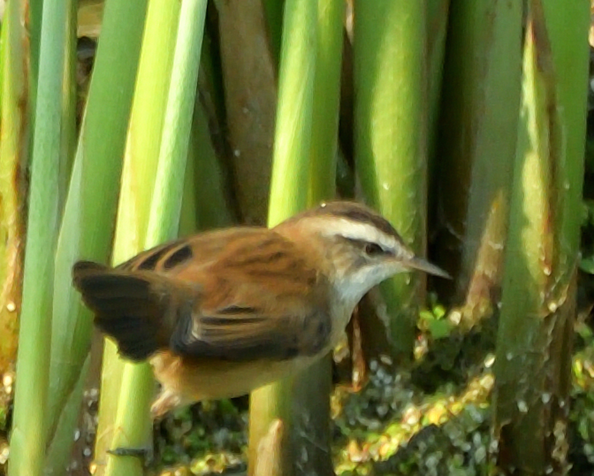 Moustached Warbler