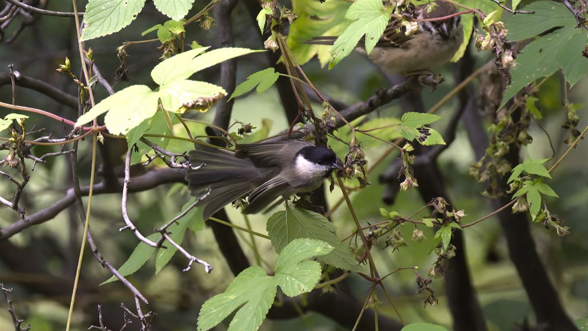 Marsh Tit