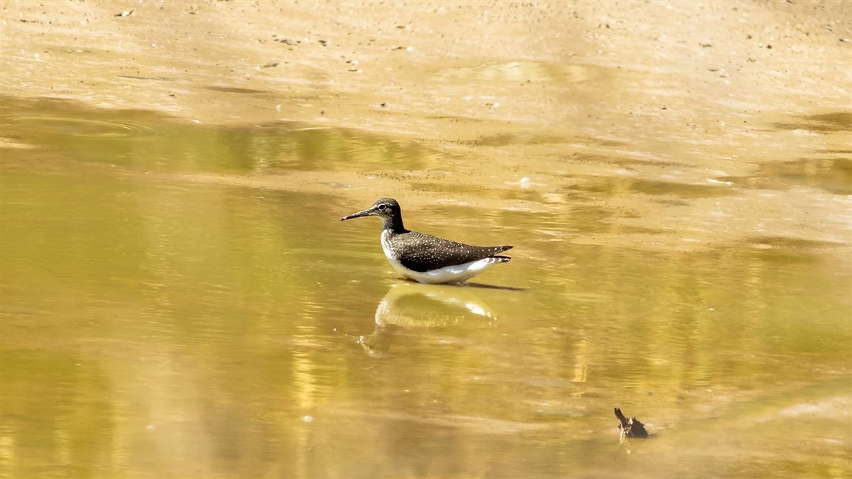 Green Sandpiper