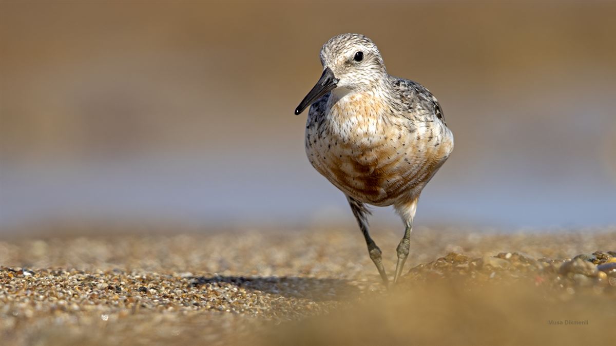 Red Knot