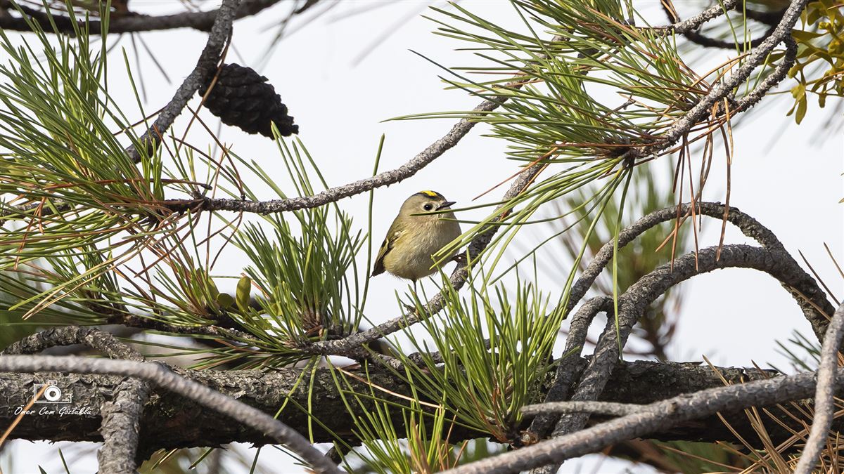 Goldcrest