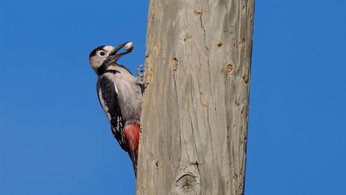 Syrian Woodpecker