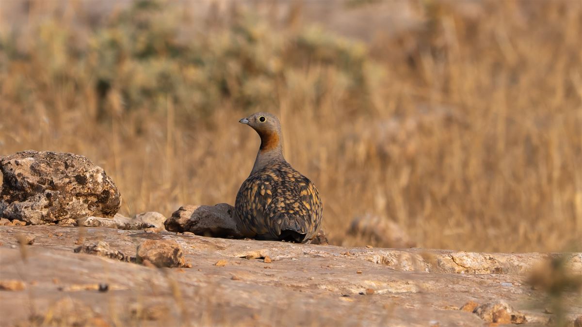 Black-bellied Sandgrouse
