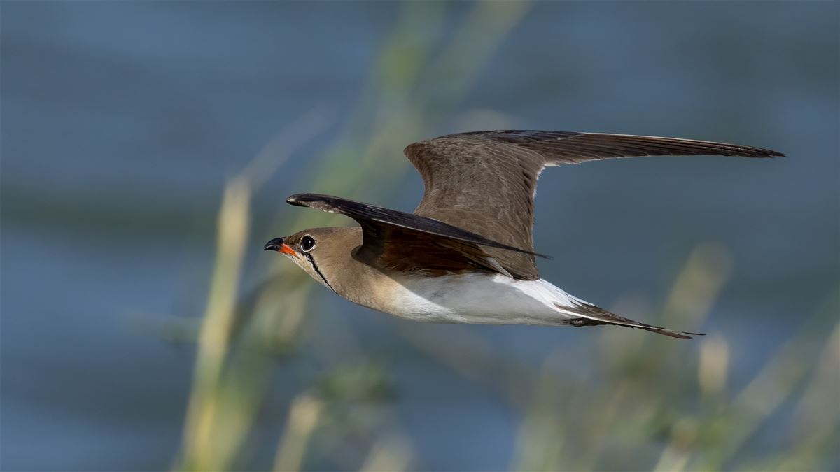 Collared Pratincole