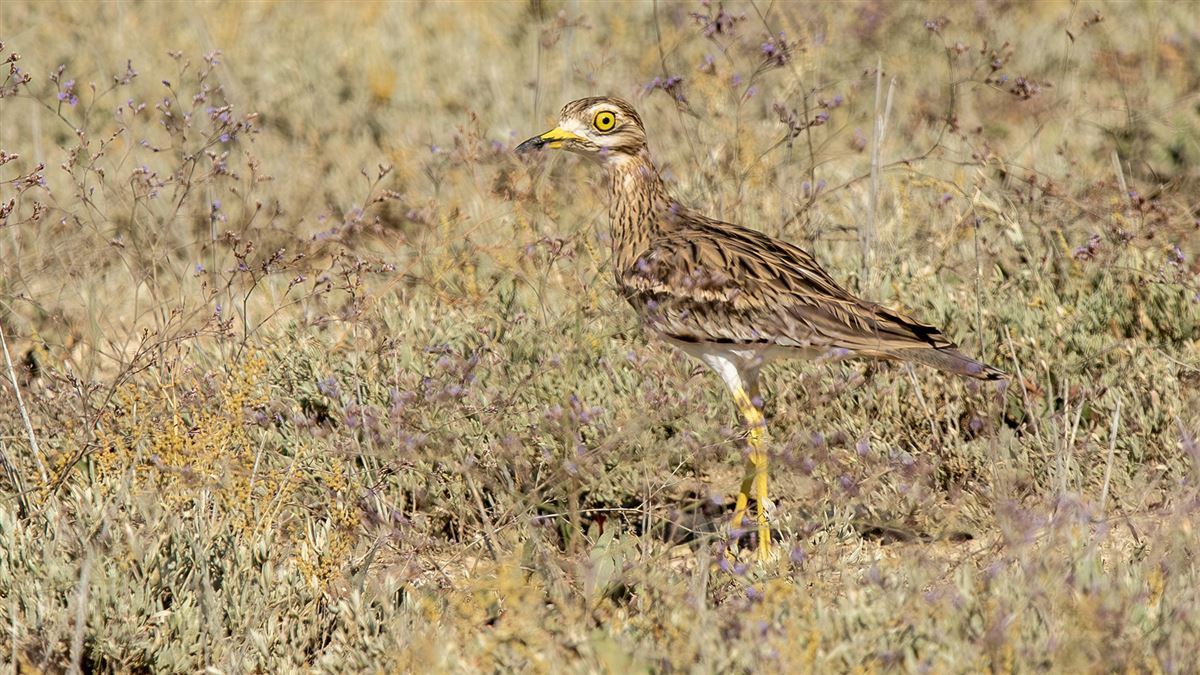 Eurasian Stone-curlew