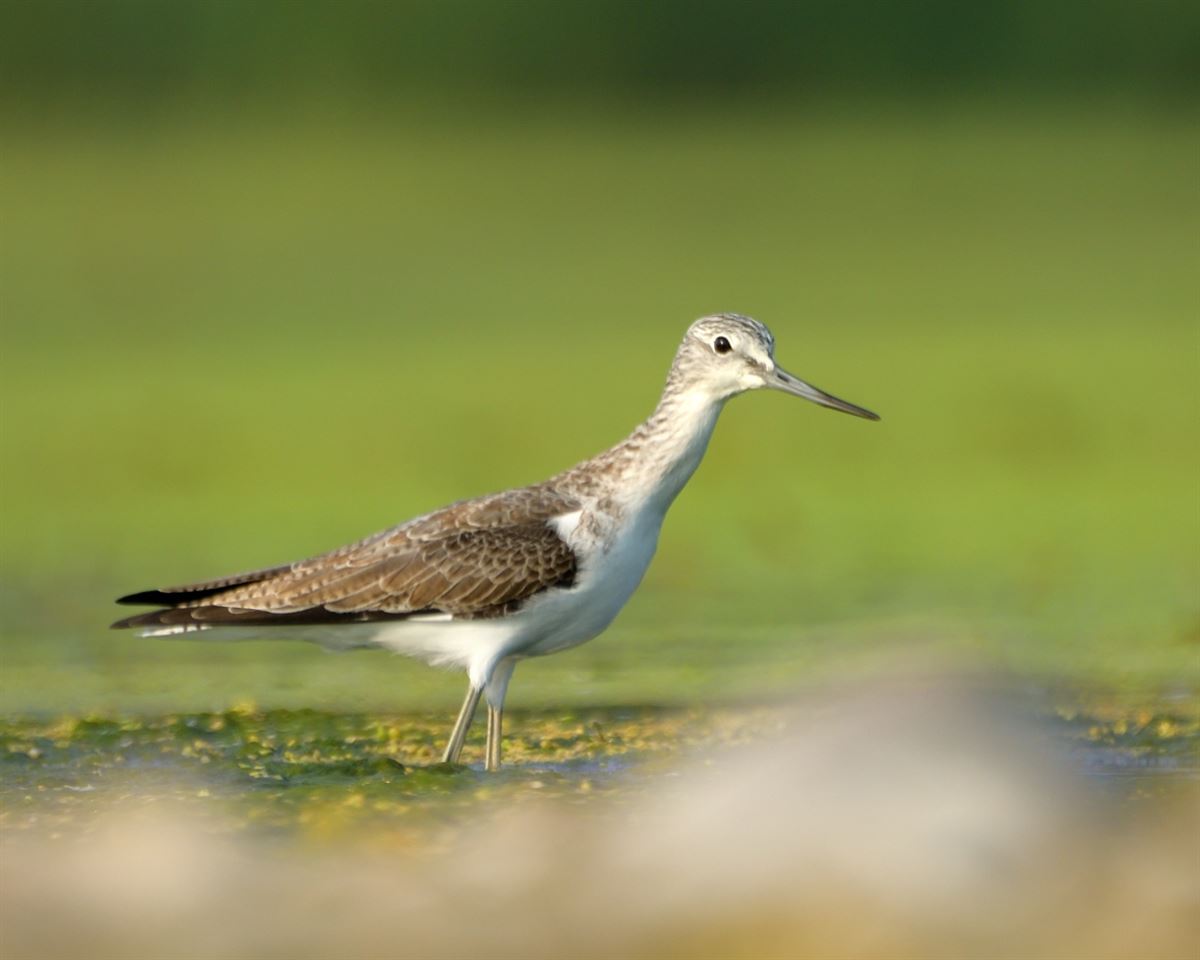 Common Greenshank