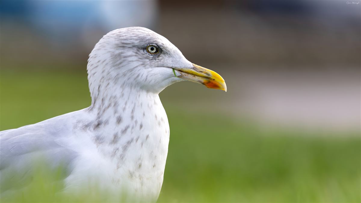 European Herring Gull