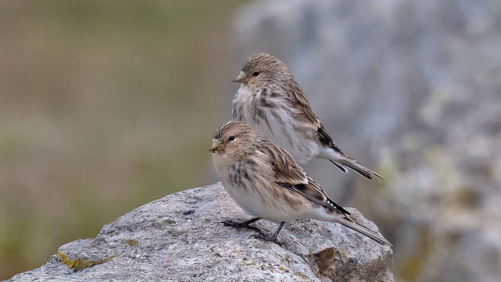 Twite