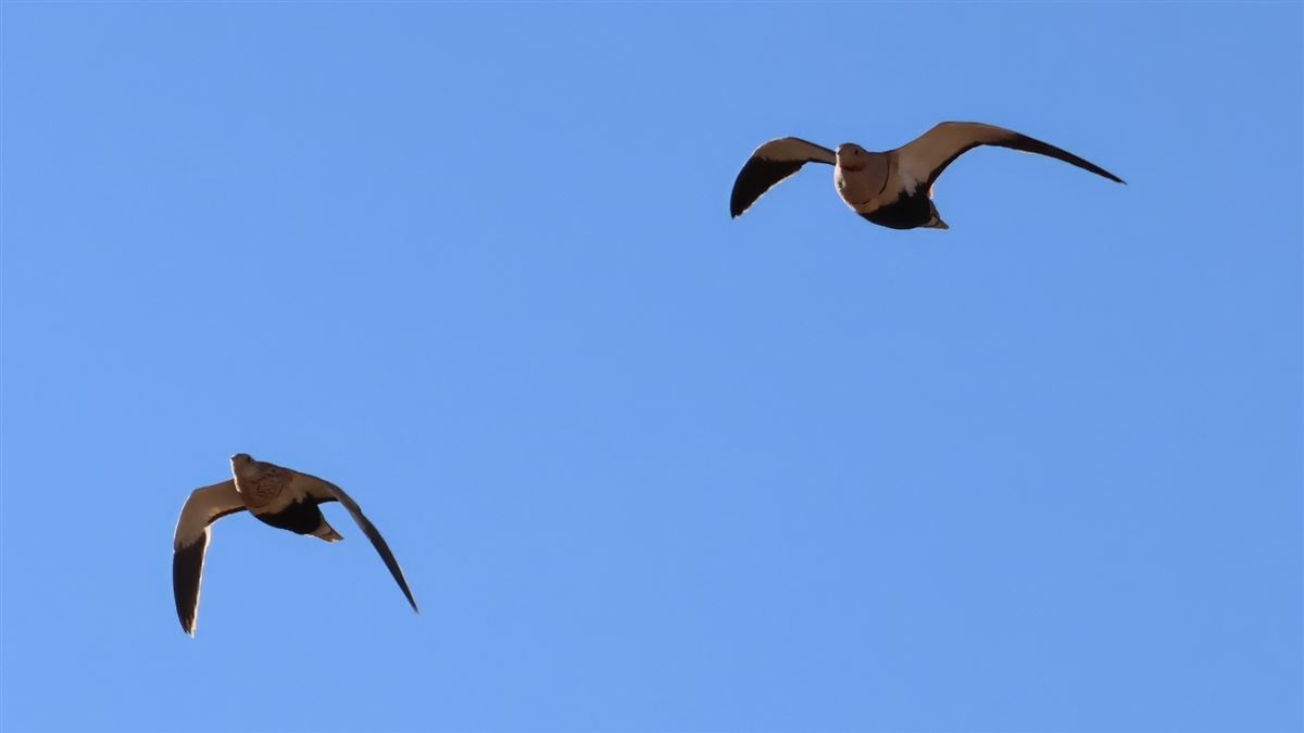 Black-bellied Sandgrouse