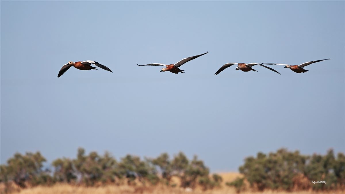 Ruddy Shelduck