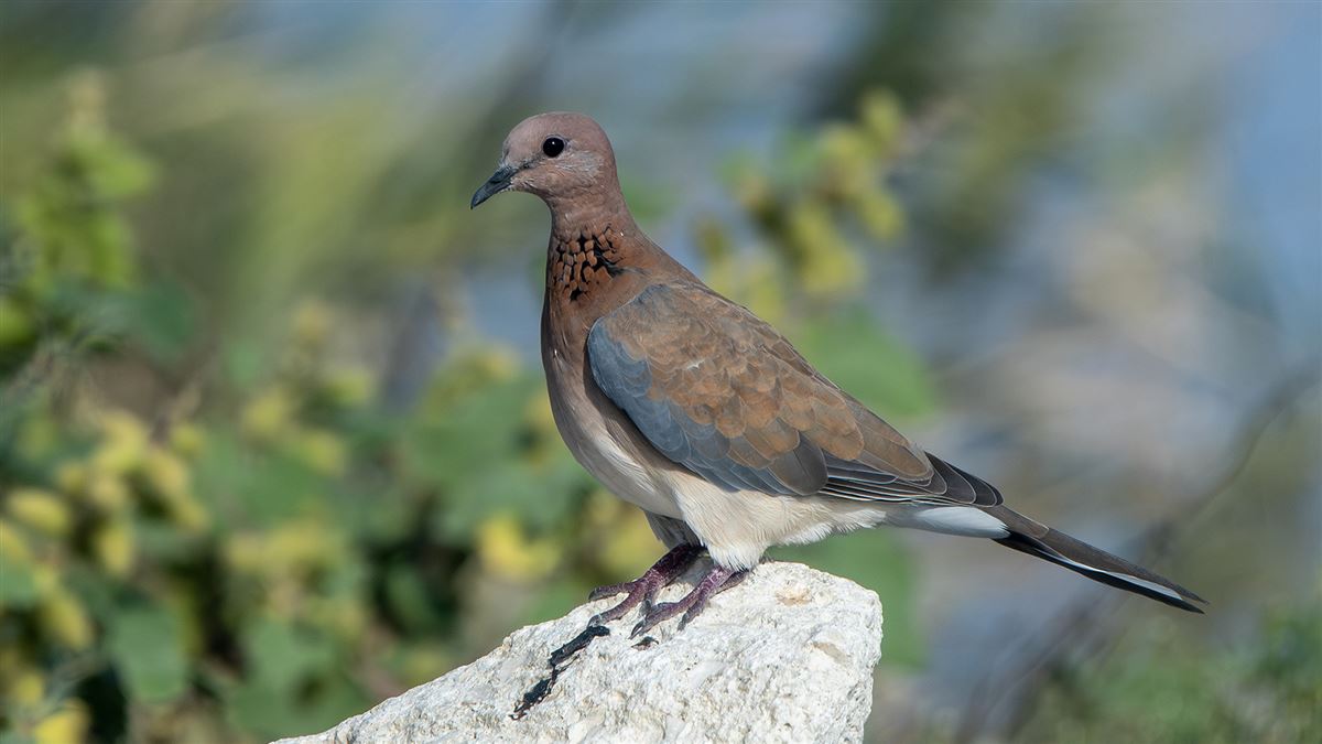 Laughing Dove