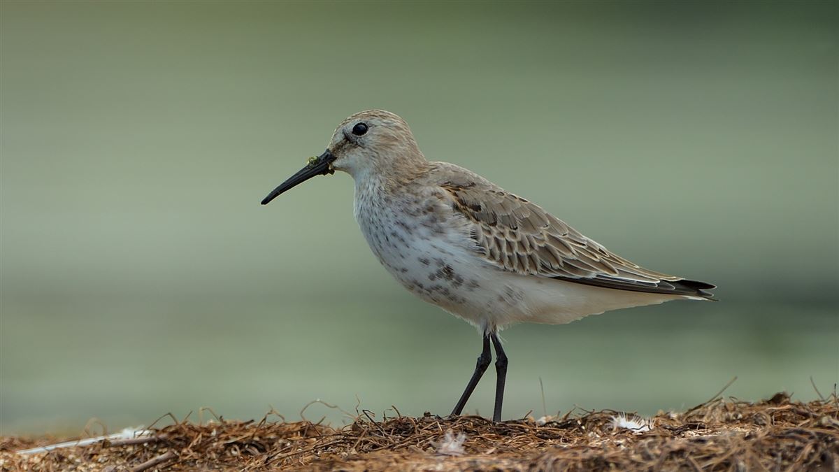 Dunlin