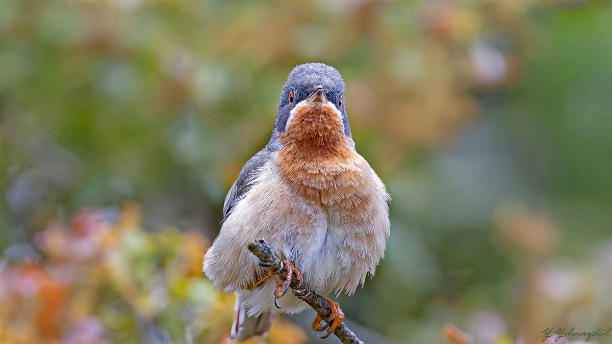 Subalpine Warbler