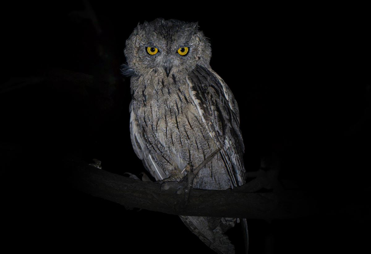 Pallid Scops Owl
