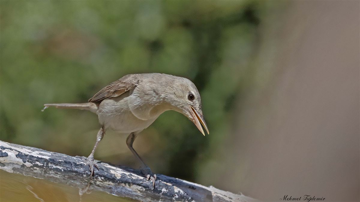Olive-tree Warbler