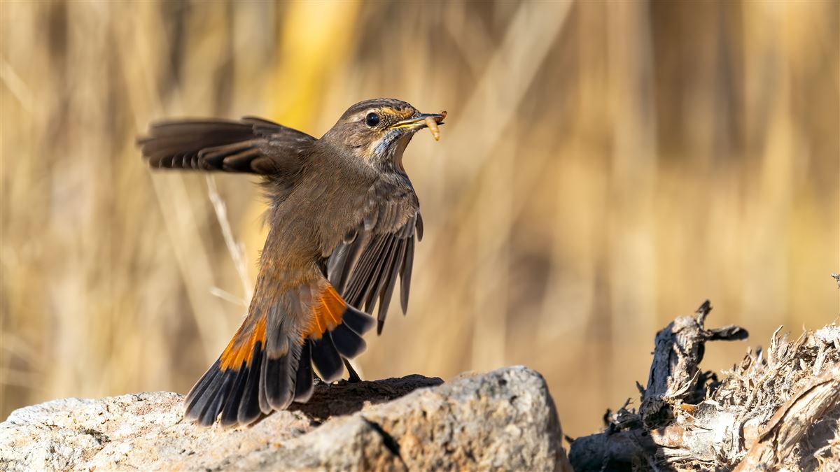 Bluethroat