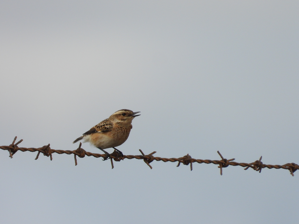Whinchat