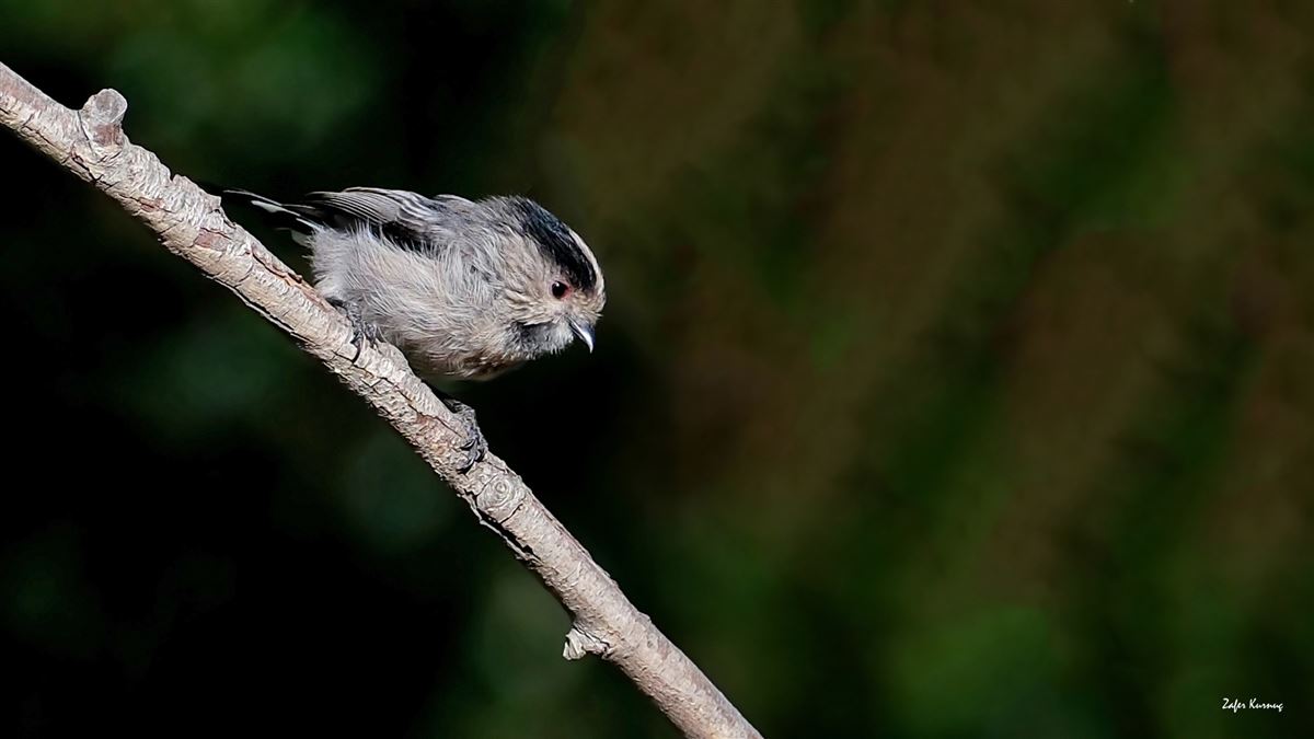 Long-tailed Tit