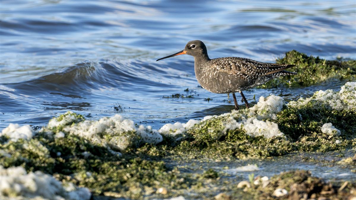 Spotted Redshank