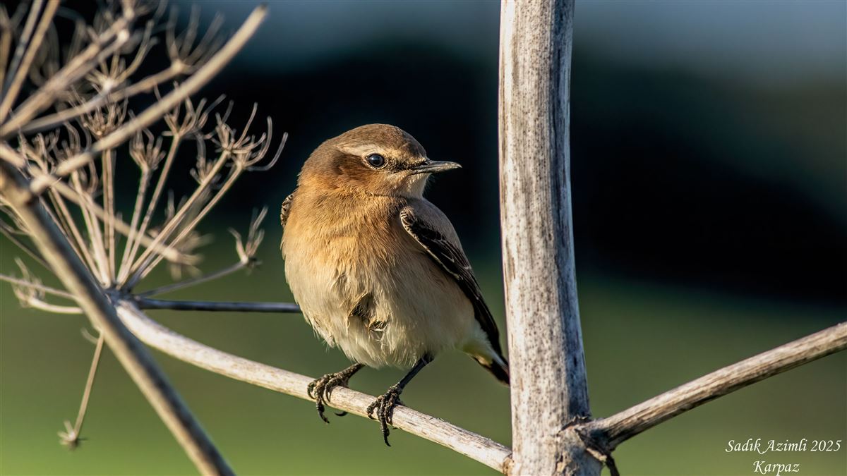 Northern Wheatear
