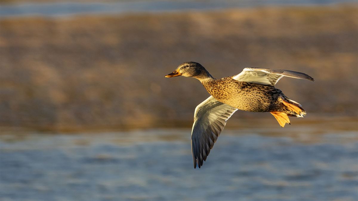 Mallard
