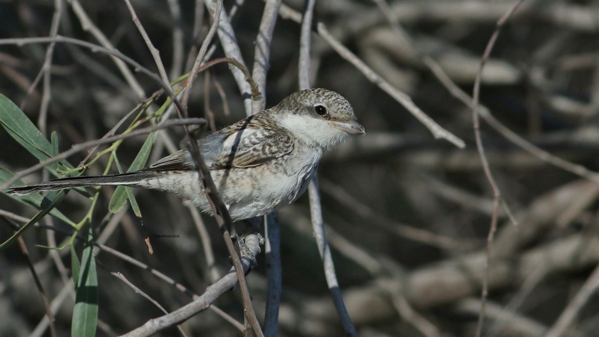 Masked Shrike