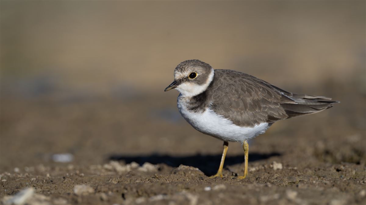 Little Ringed Plover