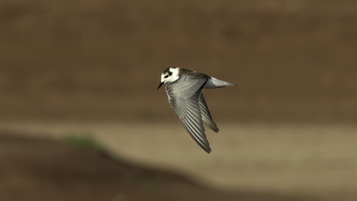 White-winged Tern