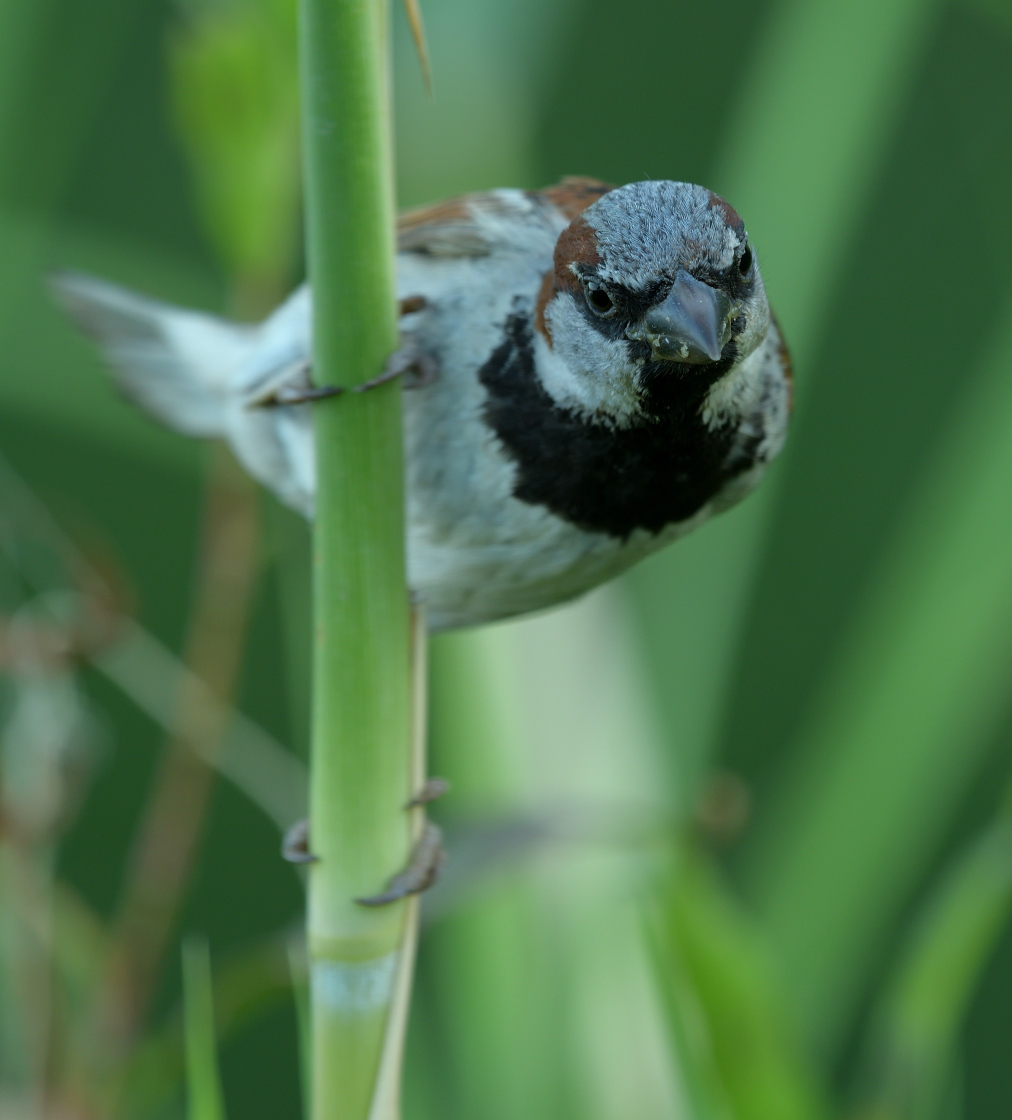 House Sparrow