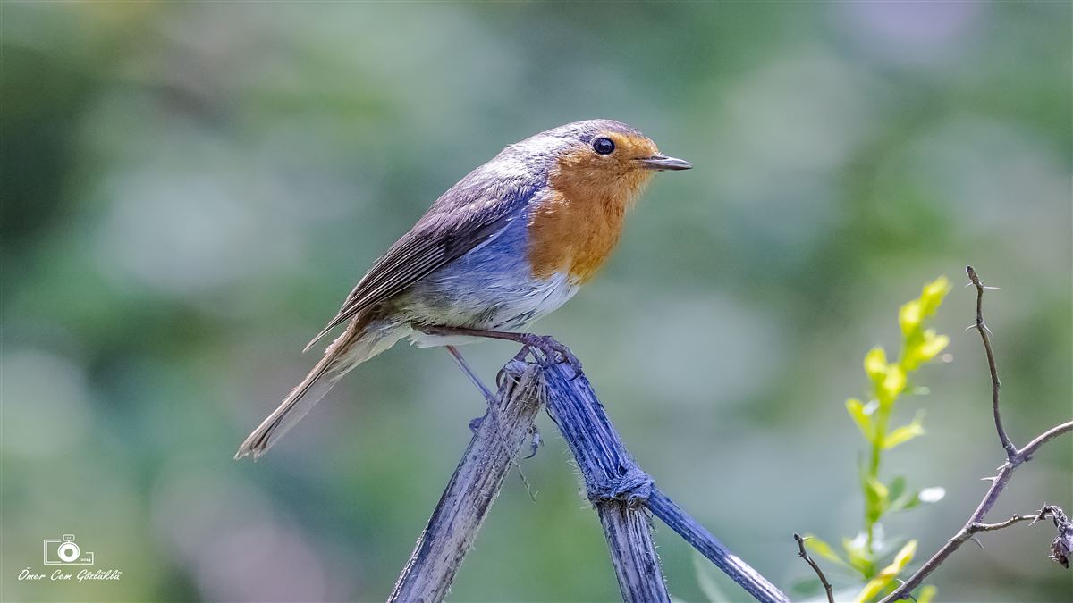 European Robin